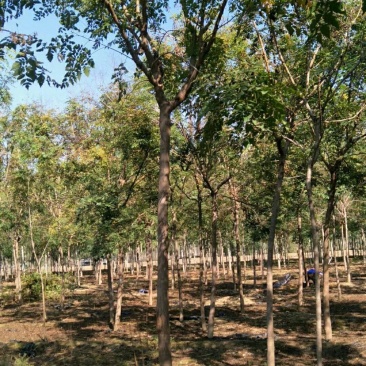 北京栾栾树栾树批发北栾