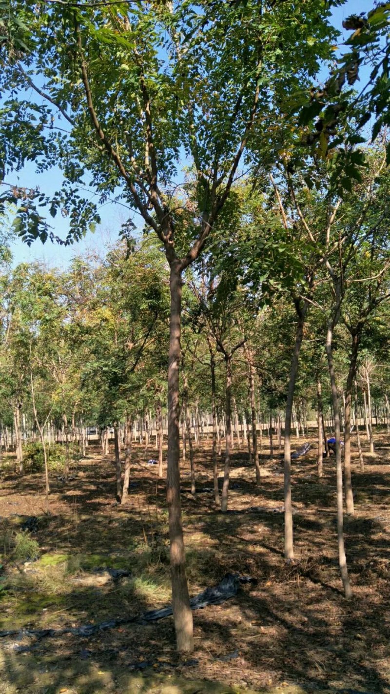 北京栾栾树栾树批发北栾