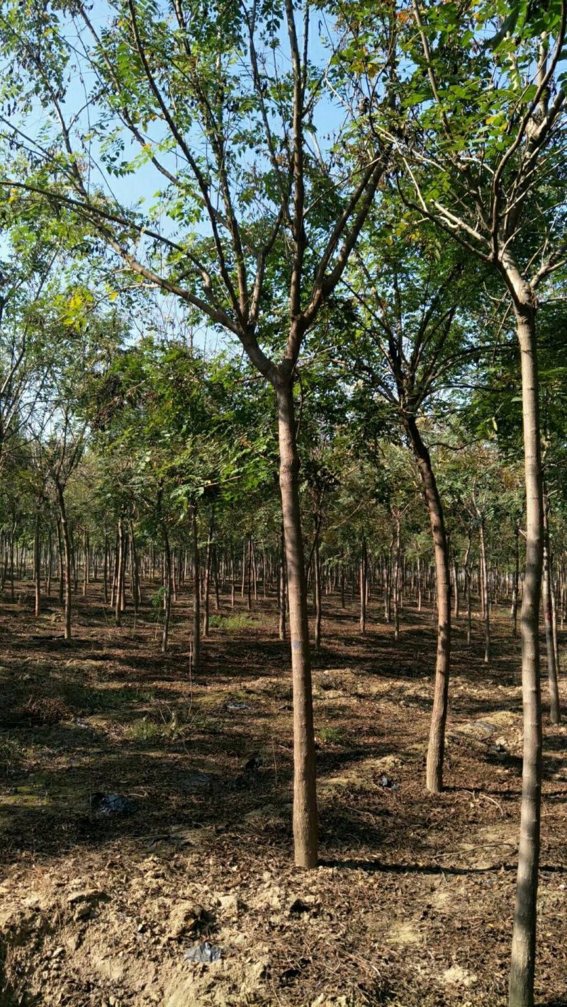 北京栾栾树栾树批发北栾