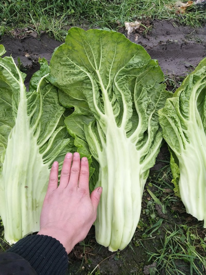 青菜