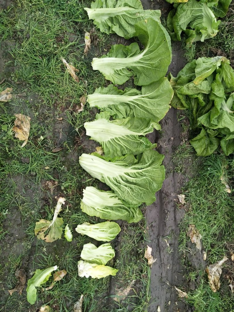 青菜