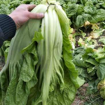 青菜