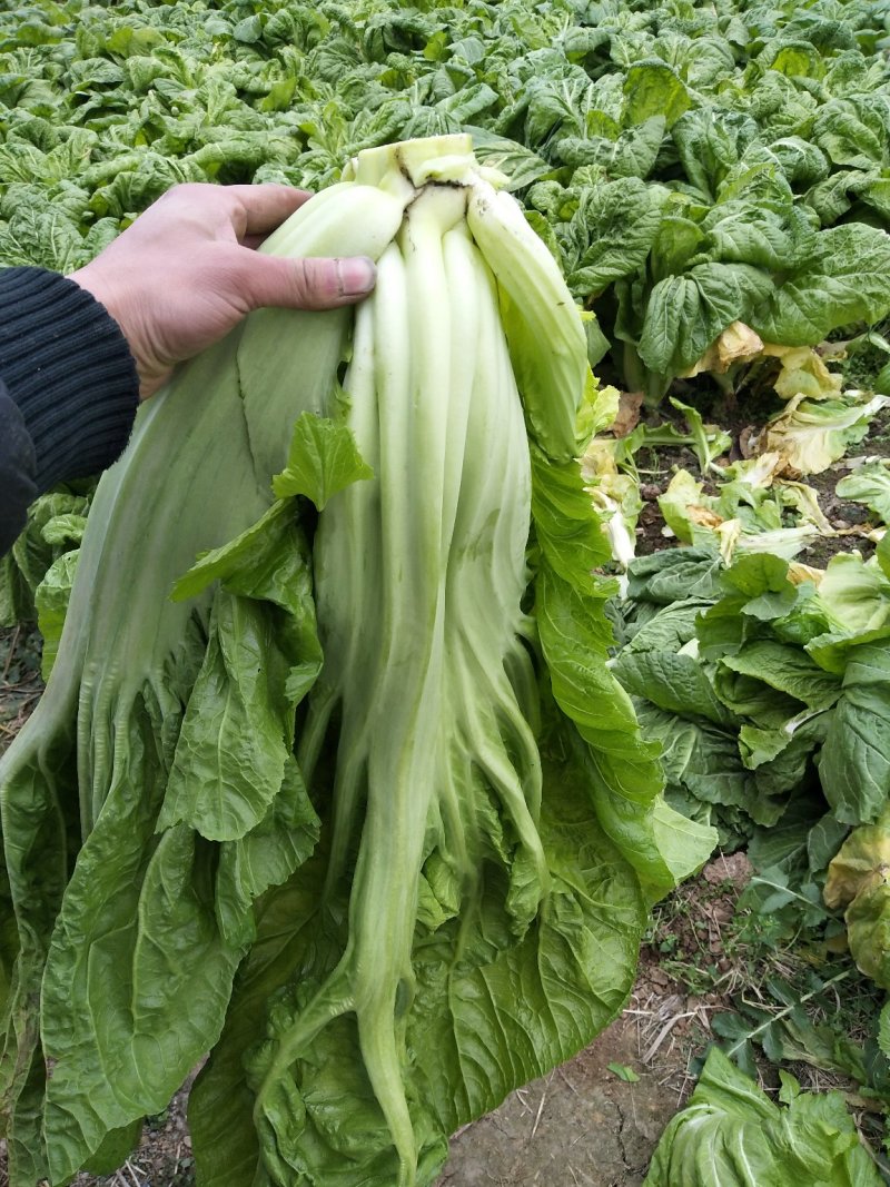 青菜
