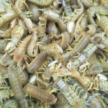 皮皮虾