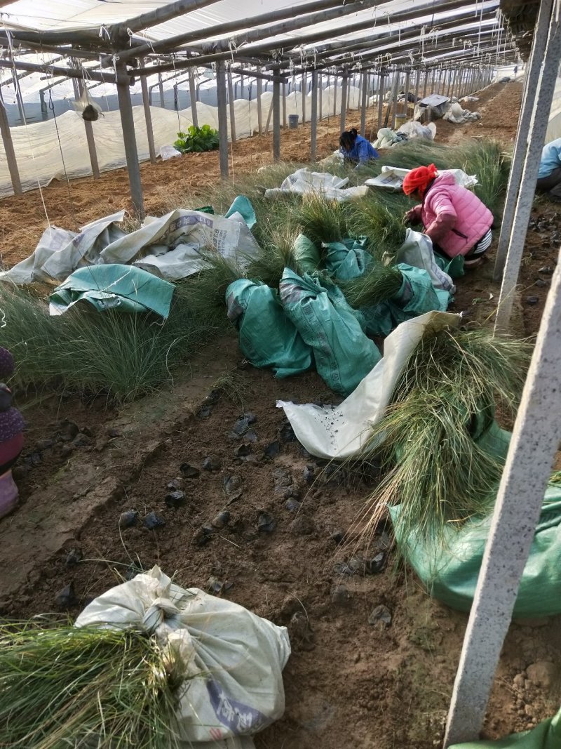 精品粉黛乱子草山东青州草花苗木基地一手货源基地直发