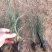 精品粉黛乱子草山东青州草花苗木基地一手货源基地直发