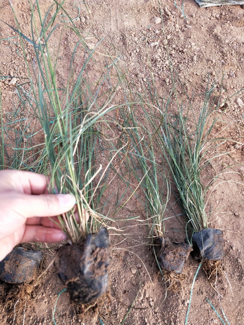精品粉黛乱子草山东青州草花苗木基地一手货源基地直发