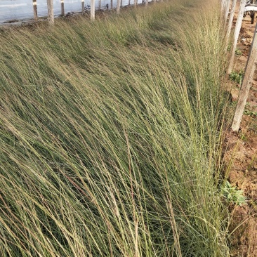 精品粉黛乱子草山东青州草花苗木基地一手货源基地直发