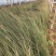 精品粉黛乱子草山东青州草花苗木基地一手货源基地直发