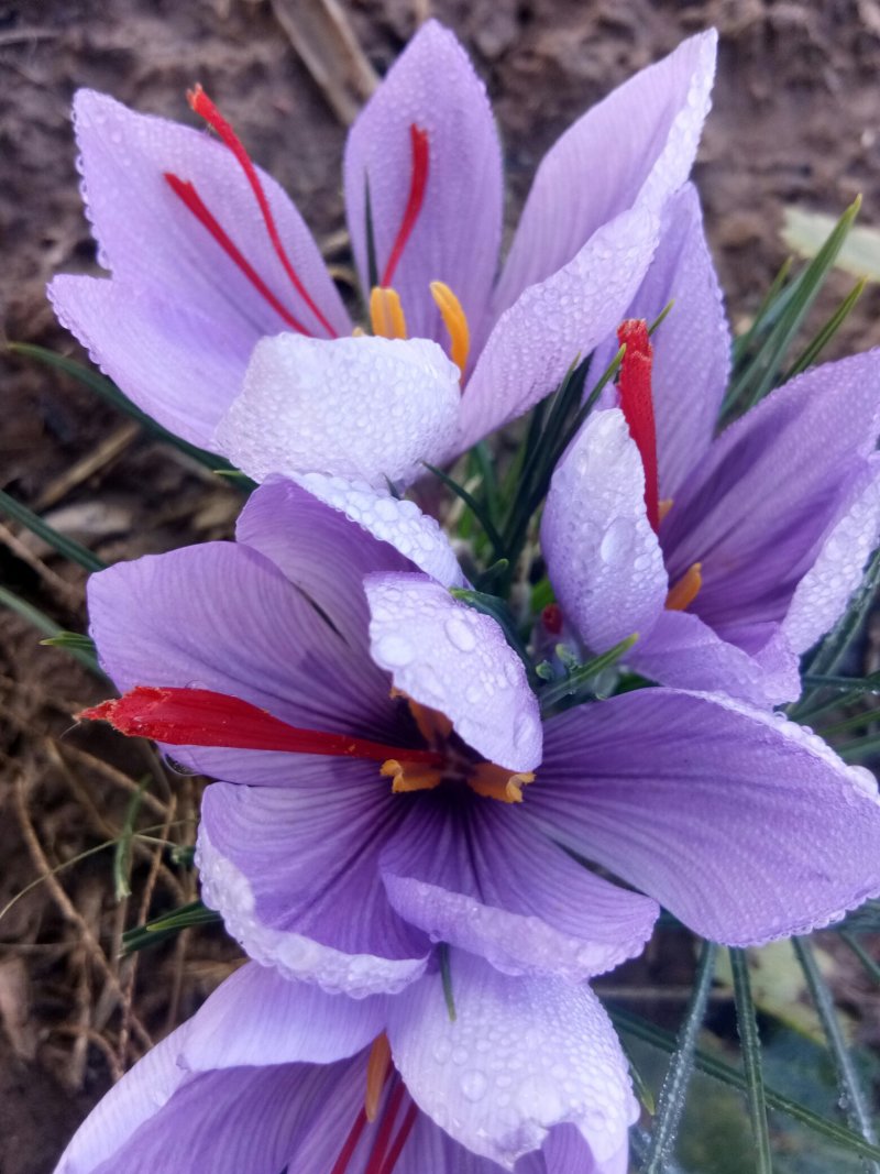 藏红花
