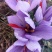藏红花