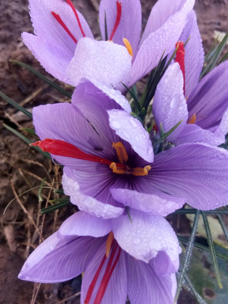 藏红花