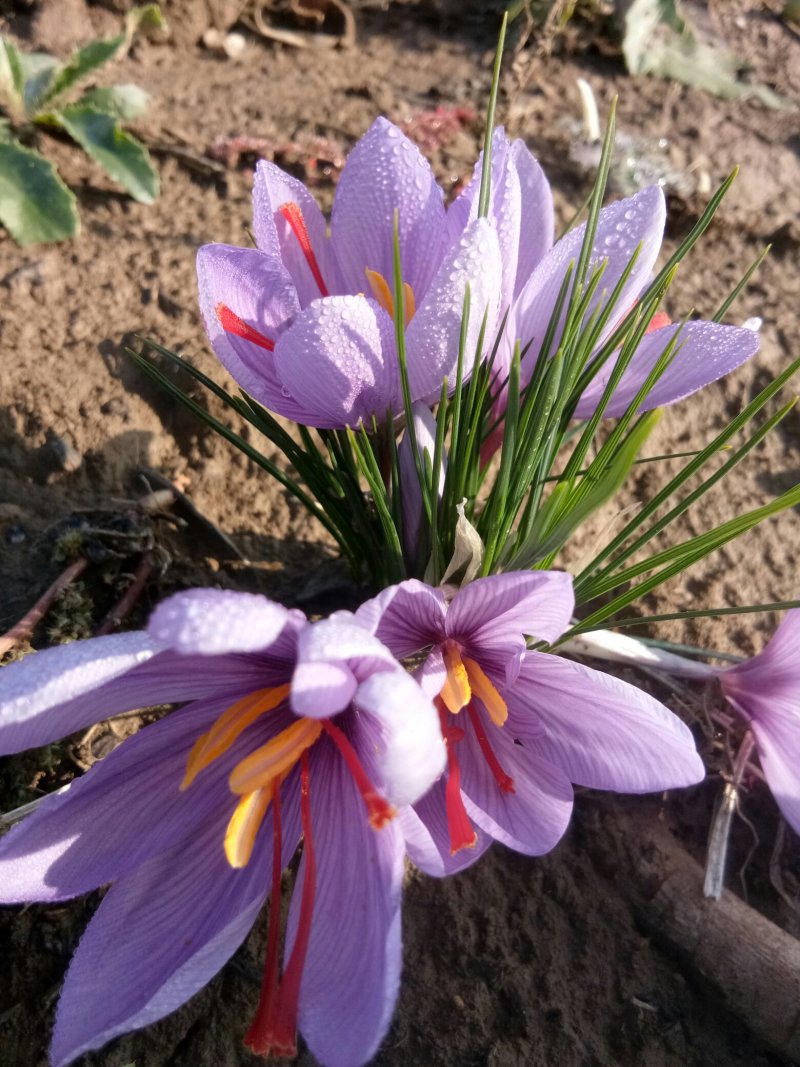 藏红花