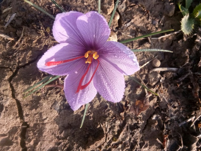 藏红花