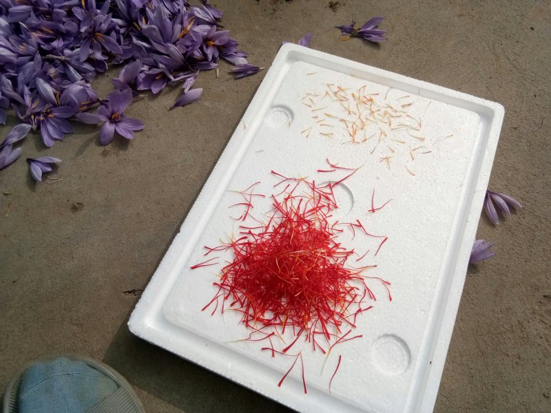 藏红花