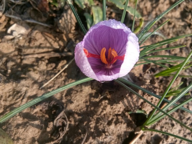 藏红花