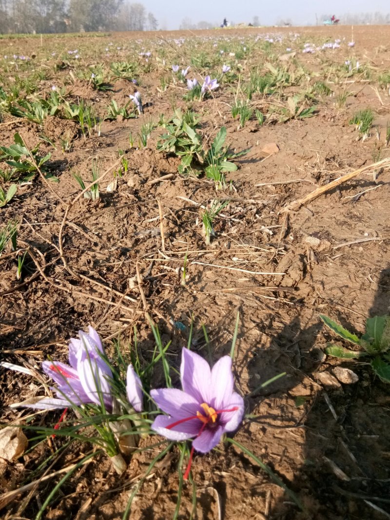 藏红花