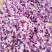 藏红花