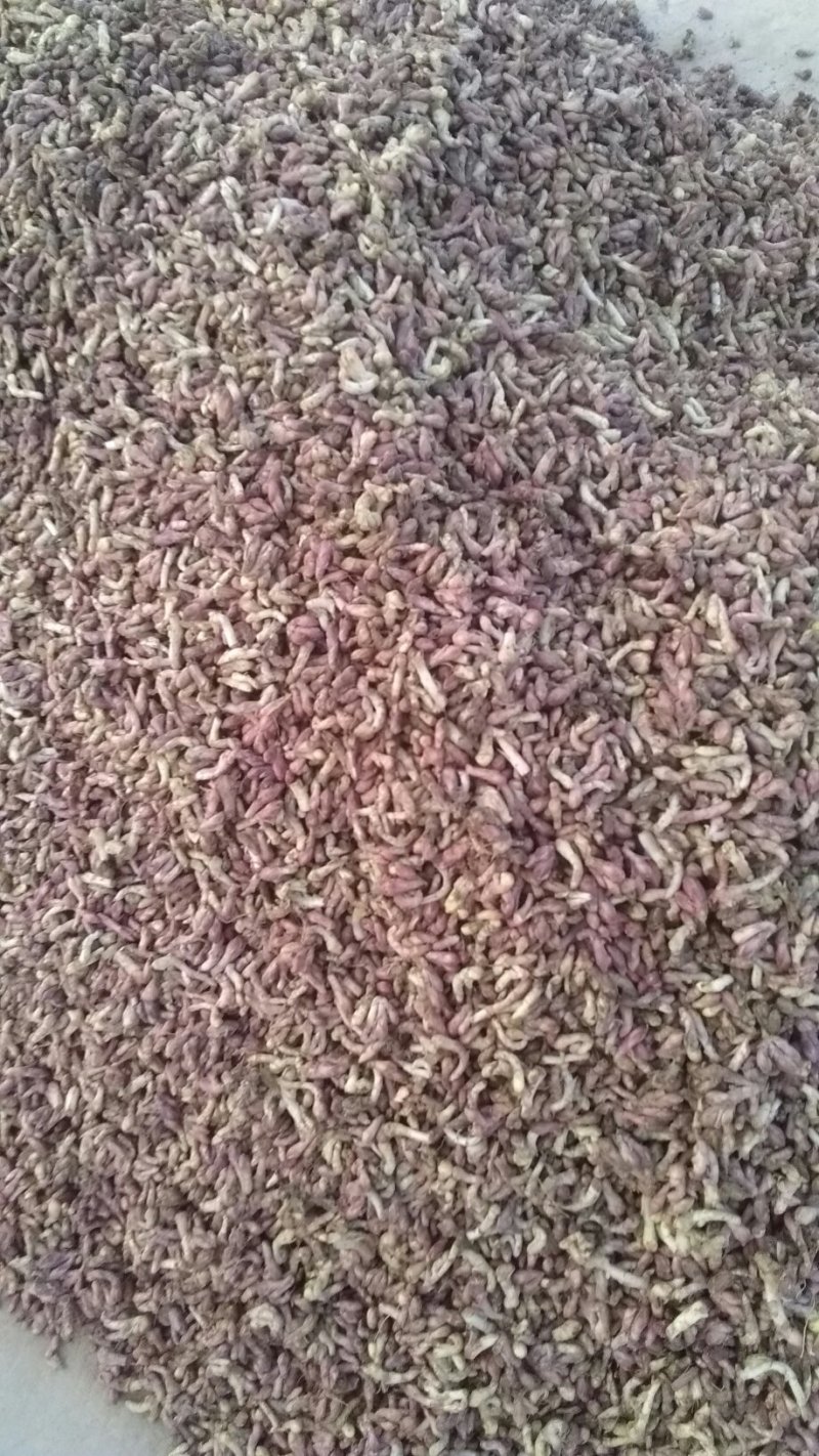 鲜冬花大量出售