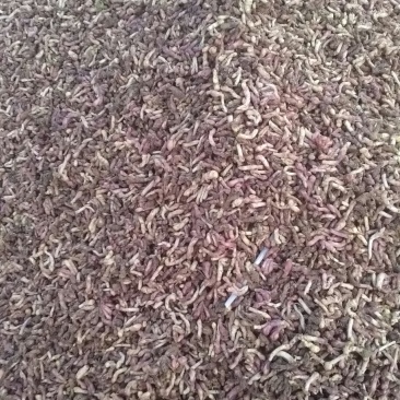 鲜冬花大量出售