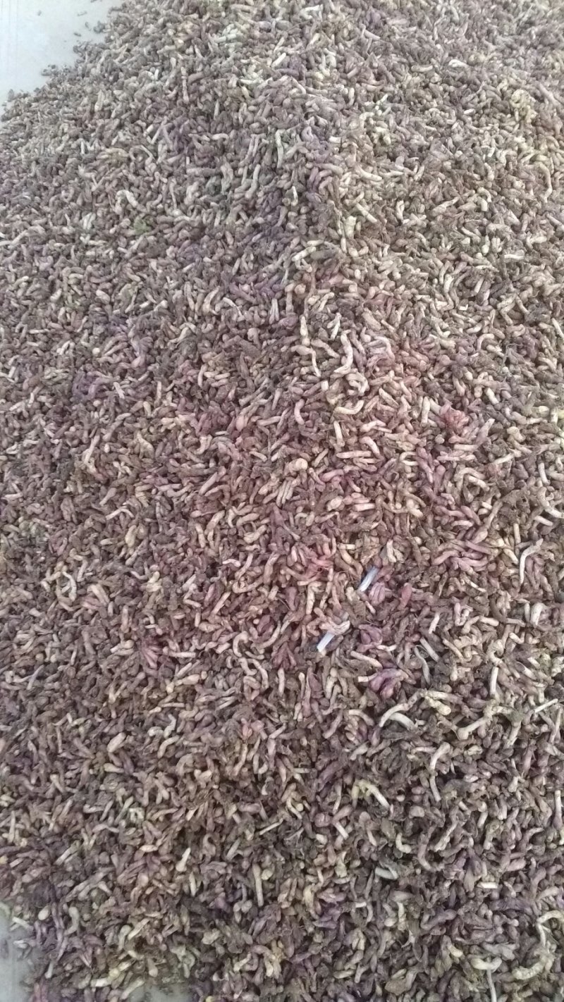 鲜冬花大量出售