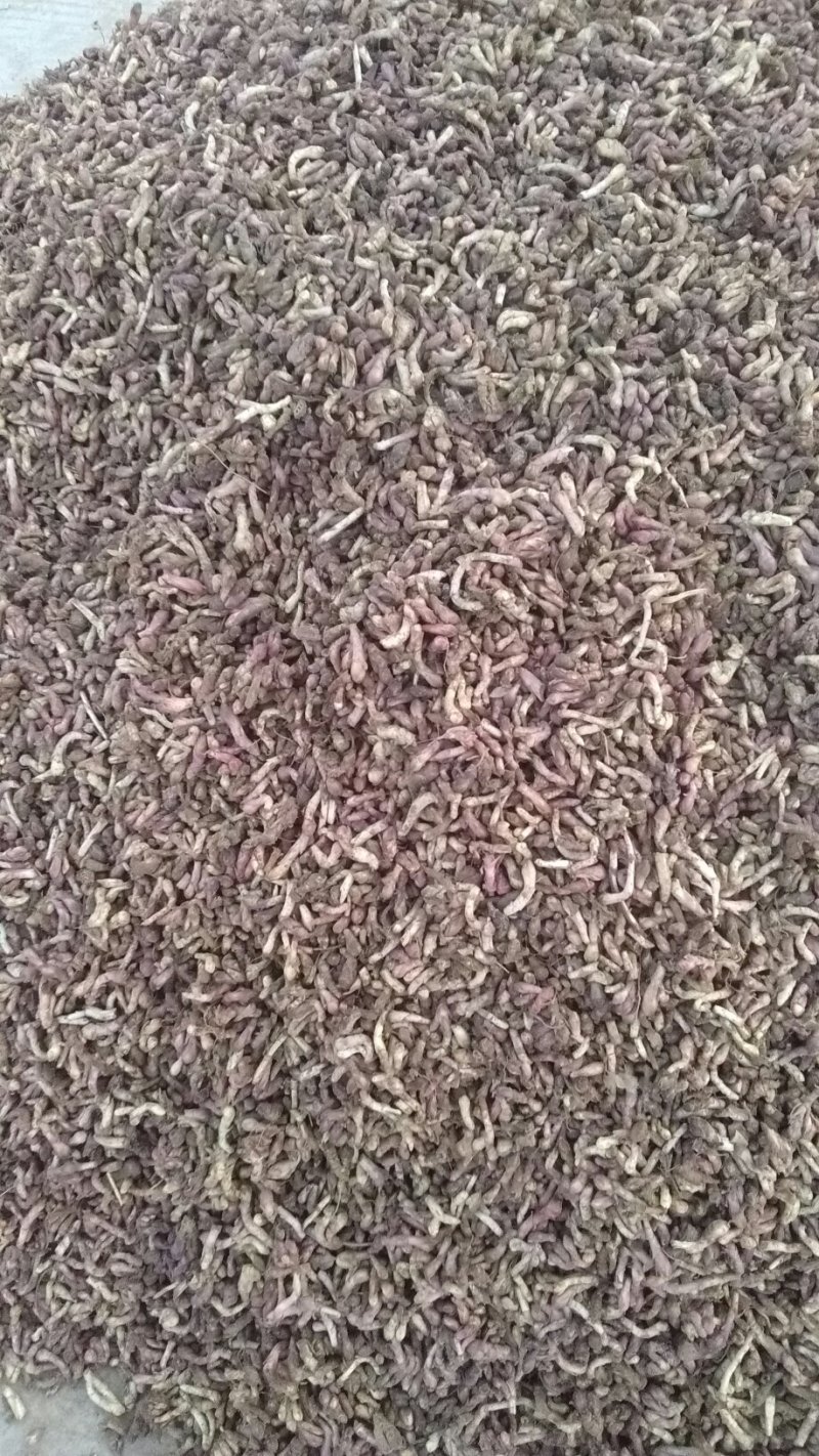 鲜冬花大量出售
