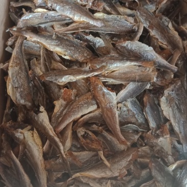 小黄鱼