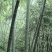 精品楠竹4--------12公分