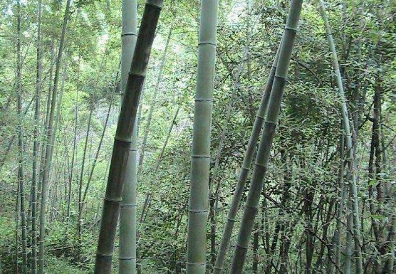 精品楠竹4--------12公分