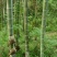 精品楠竹4--------12公分