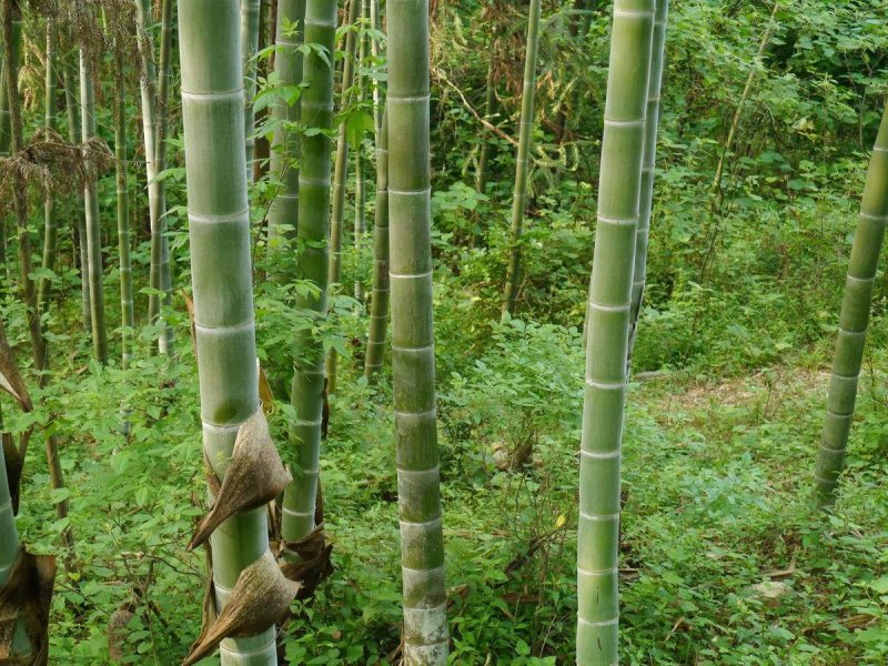 精品楠竹4--------12公分