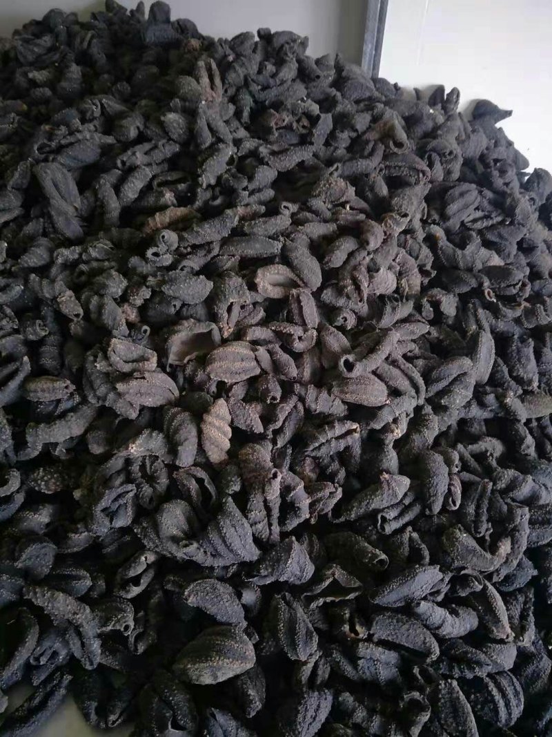 海茄子，北极贝黑参，黑极参，海参