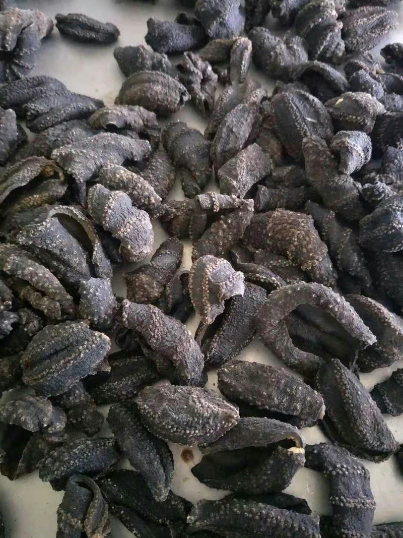 海茄子，北极贝黑参，黑极参，海参