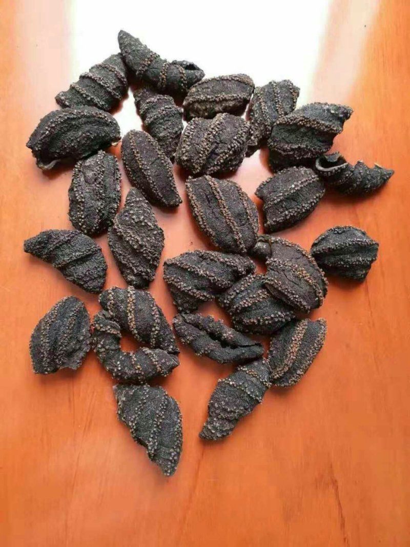 海茄子，北极贝黑参，黑极参，海参