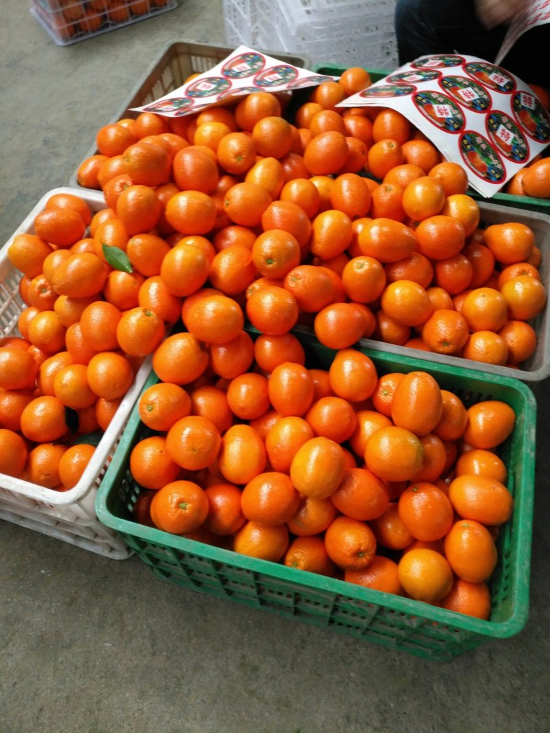 【纽荷尔脐橙】湖北宜昌基地批发现摘现卖大量供应欢迎咨询