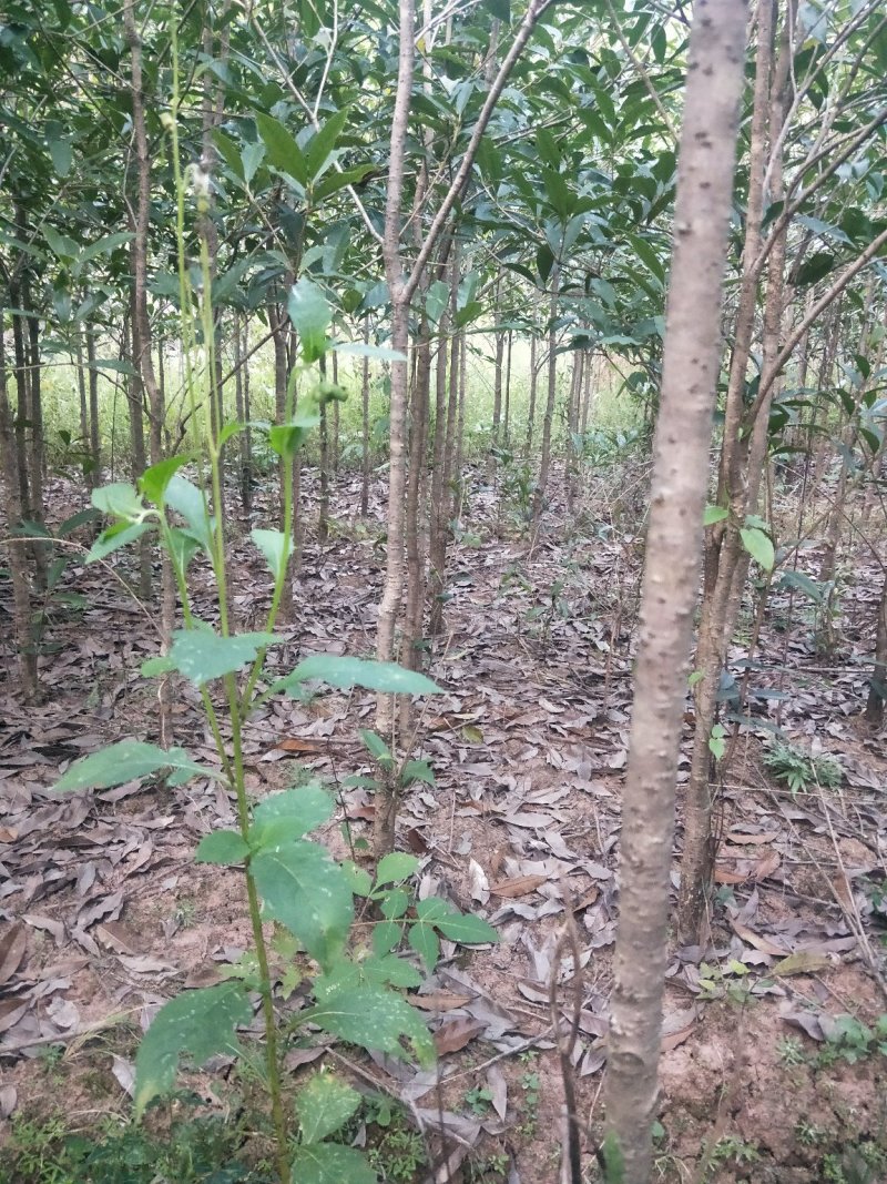 桂花树2--------40公分