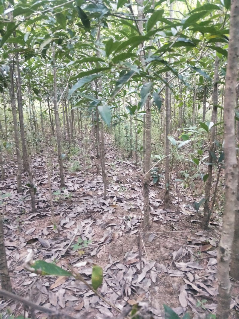 桂花树2--------40公分
