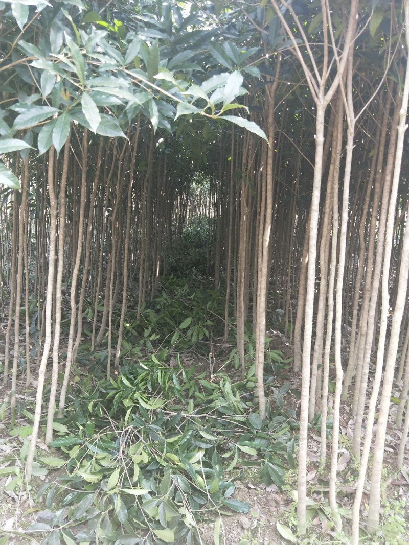 桂花树2--------40公分