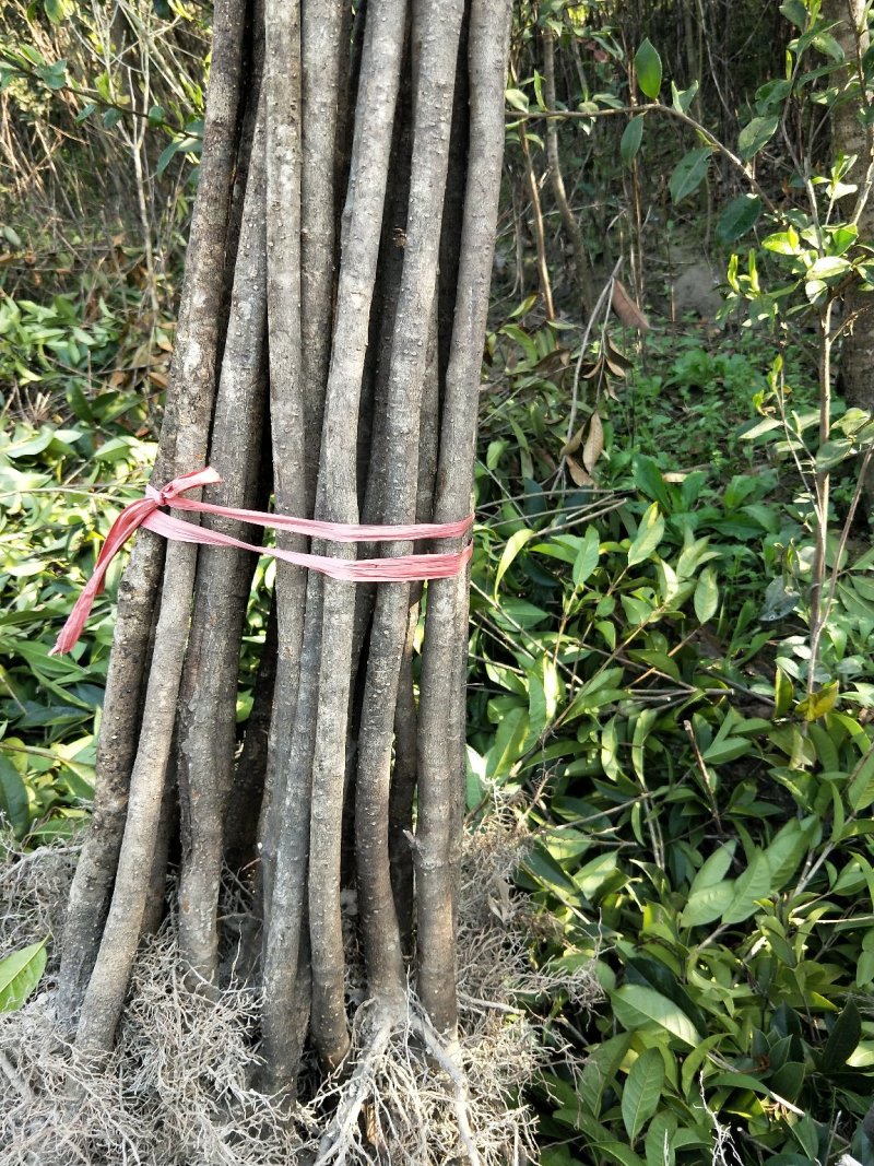 桂花树2--------40公分