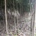 桂花树2--------40公分