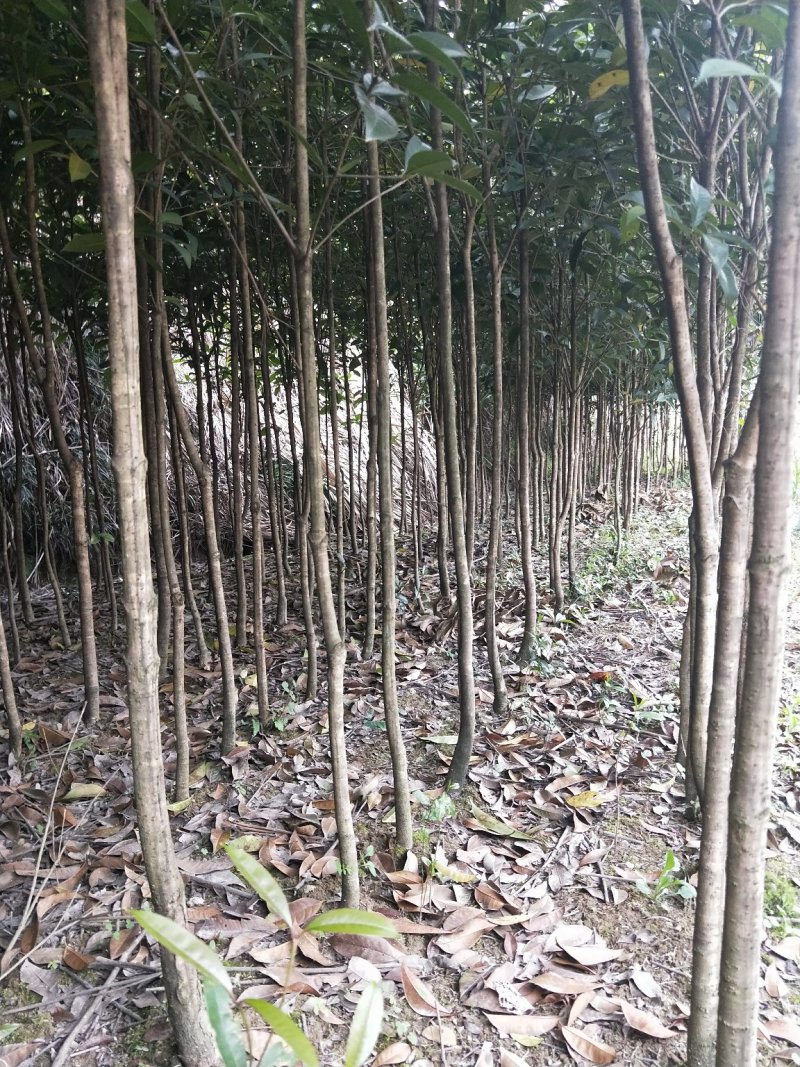 桂花树2--------40公分