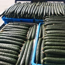 密刺黄瓜25公分以上干花带刺
