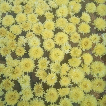皇菊茶