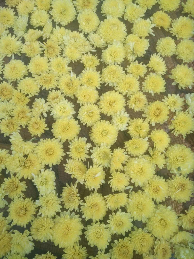 皇菊茶