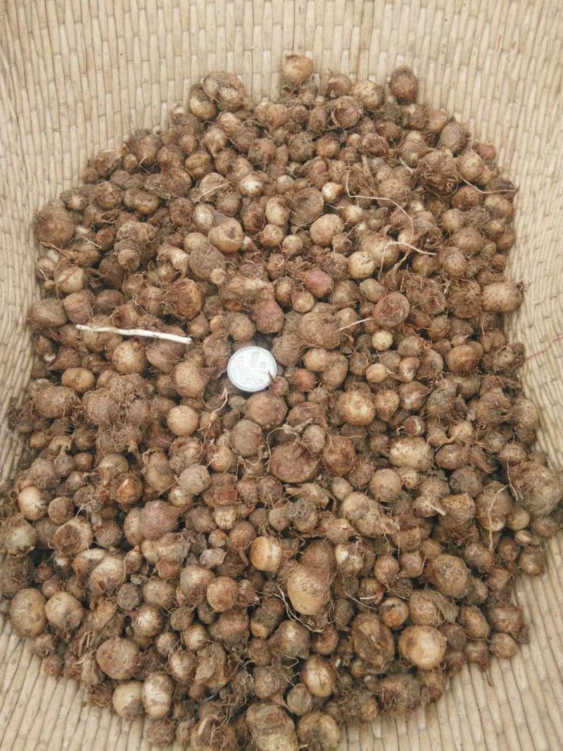 半夏种子
