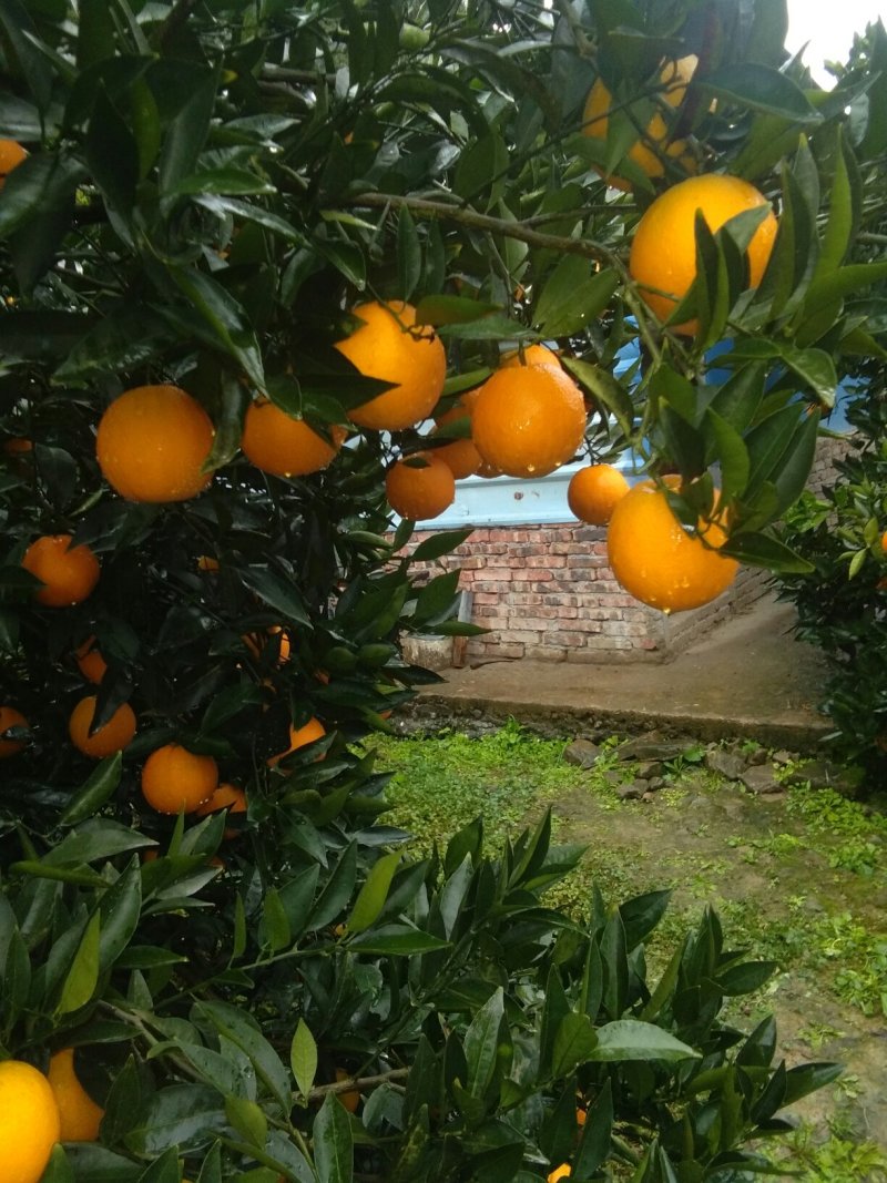 脐橙