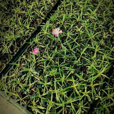 欧石竹穴盘苗