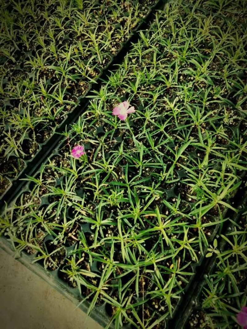 欧石竹穴盘苗