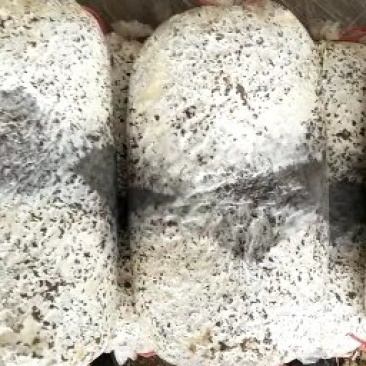 平菇菌棒出售