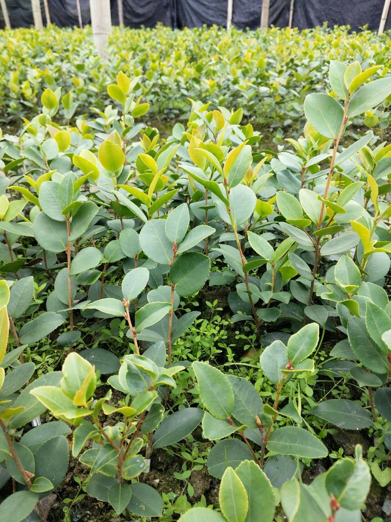 油茶苗